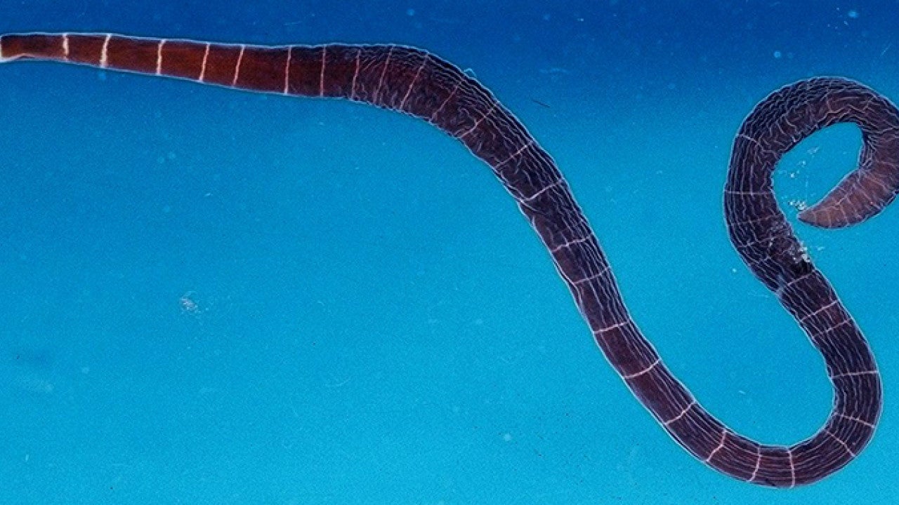 ヒモムシとホウキムシのゲノムが明かす、私たち人間と遠縁の生物との
